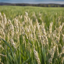 Jęczmień jary FARMER C1