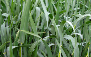 Trzecia dawka azotu „na kłos”