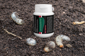 Marzec to moment, kiedy możesz wygrać walkę z pędrakami