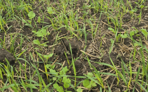 Jesienne zwalczanie samosiewów zbóż i traw w rzepaku ozimym - jak zrobić to dobrze