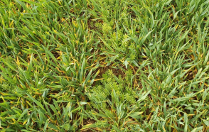 Wirusy w zbożach ozimych