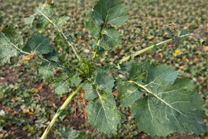 T1 to podstawa: ochrona podstawy źdźbła i liści