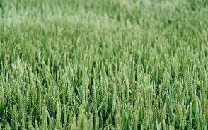 Zabieg T2 w zbożach