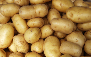 Technologia rozwoju ziemniaka