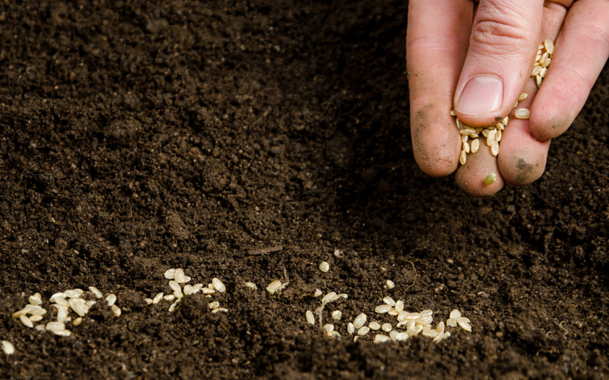 Makro i mikroelementy dla roślin, czyli nawożenie dolistne