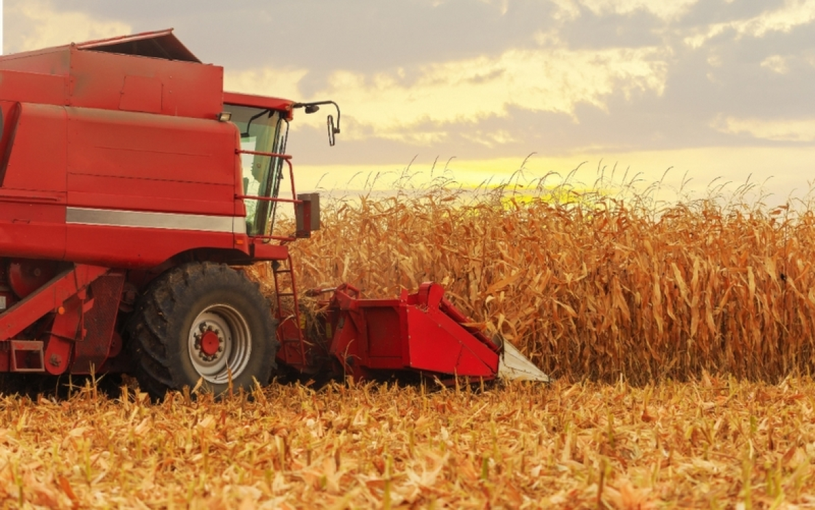 Na co zwrócić uwagę przy doborze kukurydzy?