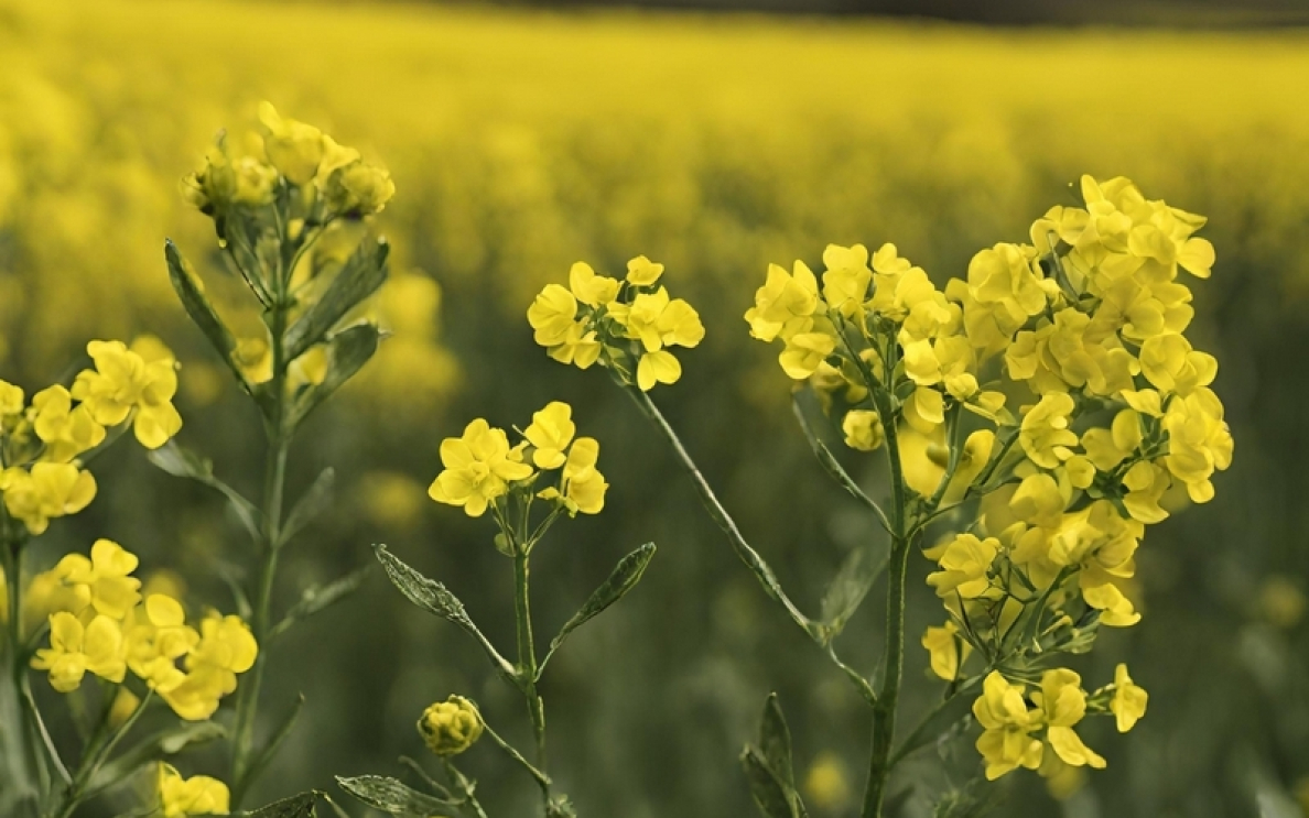 Skracanie rzepaku regulująco-fungicydowy