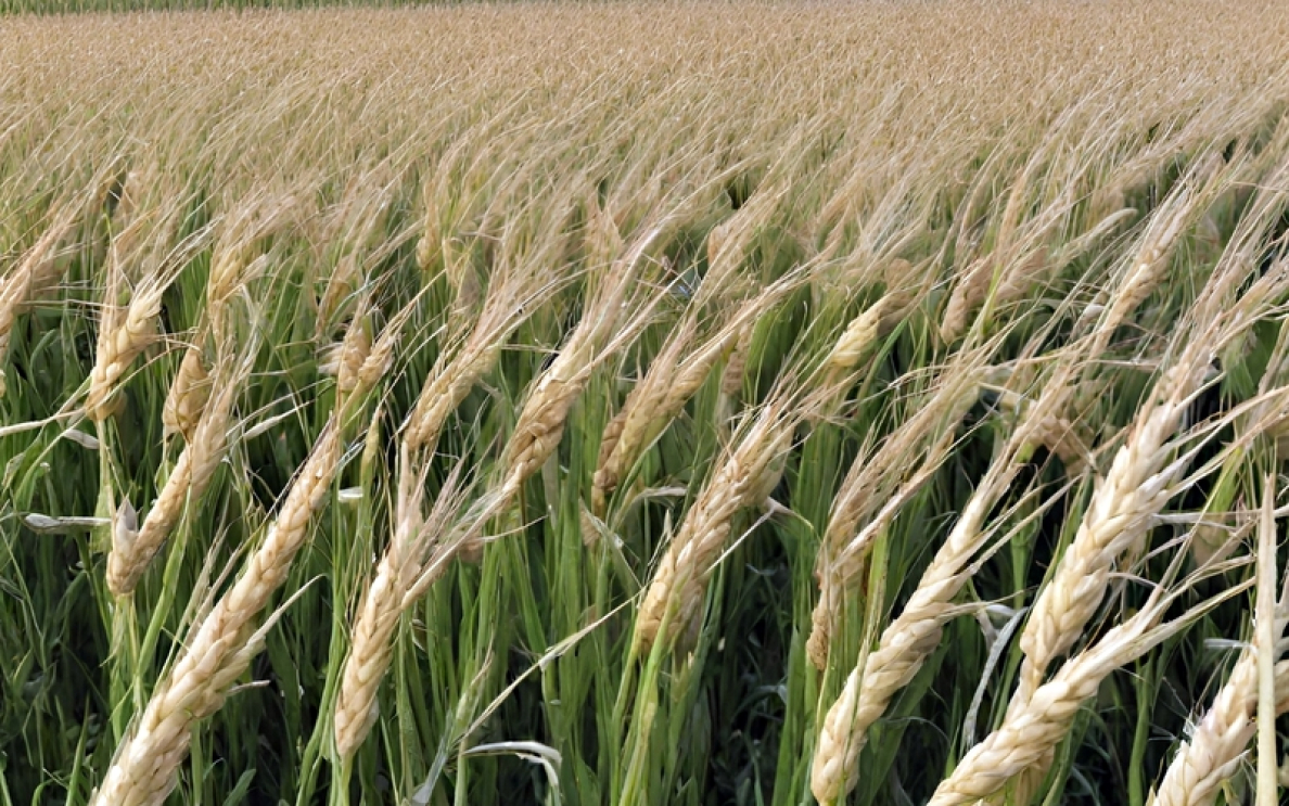 Arcton WG – najszybszy zabieg w T1