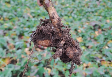 Kiła kapusty w rzepaku! Czy możemy uratować plantacje rzepaku?