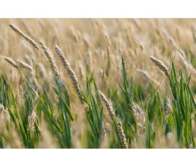 Wiosenne zabiegi korygujące na plantacjach zbóż – klucz do sukcesu